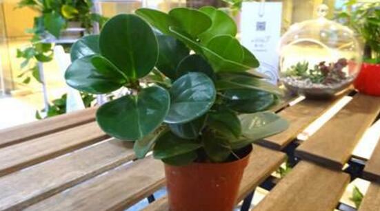 青葉碧玉怎么養(yǎng)，掌握八大核心保證你家的碧玉爆盆綠油油