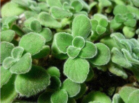 碰碰香扦插方法，教你六點步驟扦插爆盆