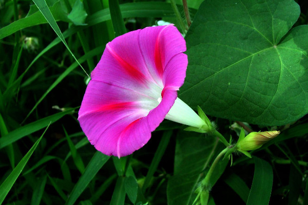 牽?；ㄇ锾鞎绬? src="/nongchan/d/file/20201223/jotn5hhph0e.jpg" / data-NCYW="GNjeik"></p>
<p data-IDZz="xJJHQh">
	秋季養(yǎng)護(hù)牽?；ㄐ枰侠淼臑槠錆菜?，牽?；ㄏ矚g在濕潤的環(huán)境中生長，但是如果土壤有積水產(chǎn)生，它就很容易爛根，所以這時給它澆水，需要根據(jù)土壤的干濕度進(jìn)行，一般可以每隔3天左右為其澆一次水。</p>
<p data-ESNS="2A7caw">
	<strong data-gLTl="ngYoPJ">3、適宜光照</strong></p>
<p data-gylM="8LqWWl">
	秋天養(yǎng)護(hù)牽?；ǎ€需要讓其有適宜的光線照射，它是一種喜陽的植物，日常需要將其置于采光好的環(huán)境中，讓其有充足的光線照射，這樣牽牛花才能夠生長旺盛，但是早秋的時候要注意避免它被強(qiáng)光暴曬。</p>
<p data-7yrF="9mTnOd">
	<strong data-iwbe="BEOUAq">4、合理施肥</strong></p>
<p data-NaFi="x7yxQx">
	<img alt=