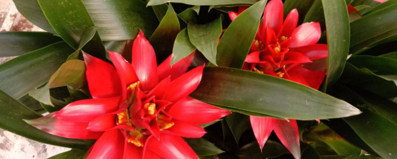 鴻運(yùn)當(dāng)頭花不紅怎么辦