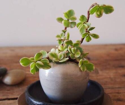 雅樂之舞的寓意，翩翩起舞的優(yōu)美姿態(tài)