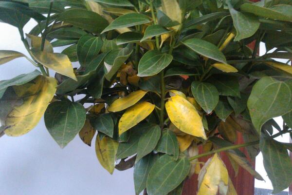 平安樹葉子發(fā)黃掉落，找到原因及時處理