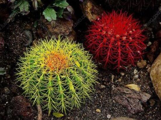 小仙人球澆水多少毫升，澆水的量一般以100-200毫升為準