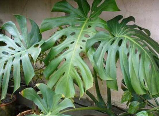 龜背竹水培方法和注意事項，教你超簡單三點步驟/勤換水