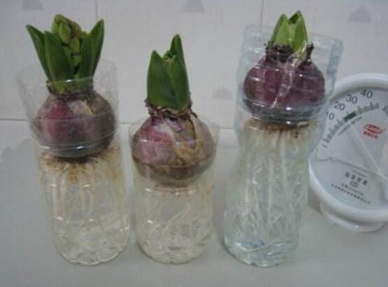 冬天能水培風信子么，可以/保持溫暖環(huán)境、注意水溫