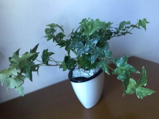 常春藤怎么養(yǎng)長(zhǎng)得壯，只需要做好五個(gè)要點(diǎn)即可