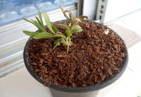 薰衣草葉子干枯怎么辦，教你正確的補(bǔ)救方法