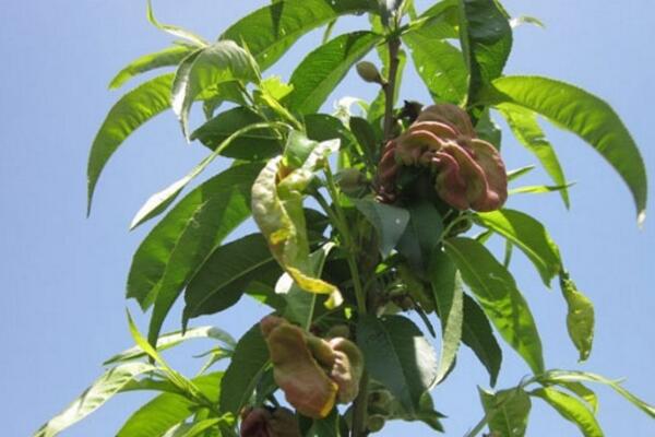 桃花的病害防治，4種常見(jiàn)病害講解