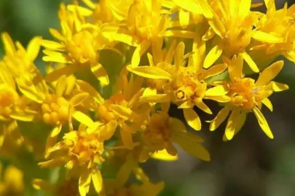 秋麒麟花語(yǔ)