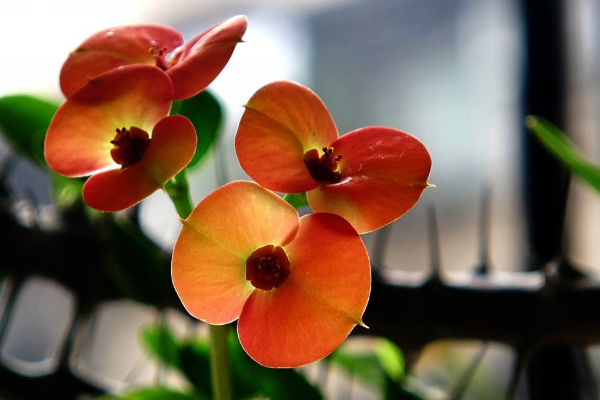 虎刺梅怎么養(yǎng)怎么配土，使用疏松肥沃、通透性較強(qiáng)的土壤