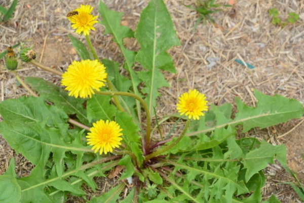 如何種植蒲公英，可以通過以下4步來進行