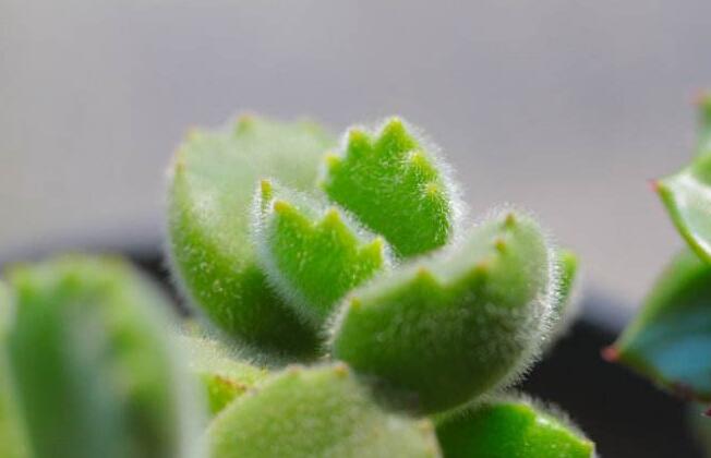 熊童子爛根了怎么辦，要及時的減少水份的補(bǔ)給和更換土壤