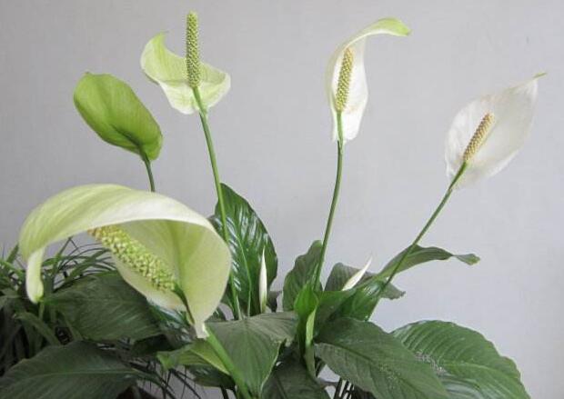 水培一帆風(fēng)順的養(yǎng)殖方法，水質(zhì)的要求最重要