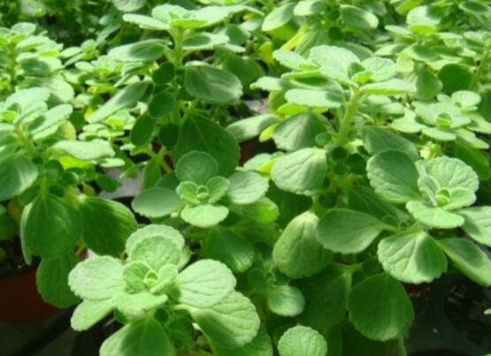 碰碰香的養(yǎng)殖方法，土壤陽光澆水施肥修剪病蟲害缺一不可