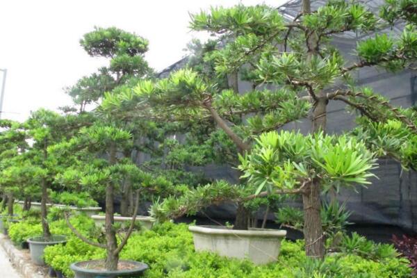 羅漢松用什么肥料快長，不同的時期對養(yǎng)分的需求不同