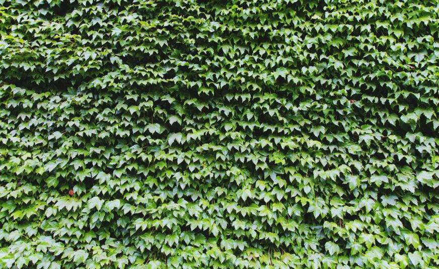 常春藤的作用，綠化環(huán)境凈化空氣