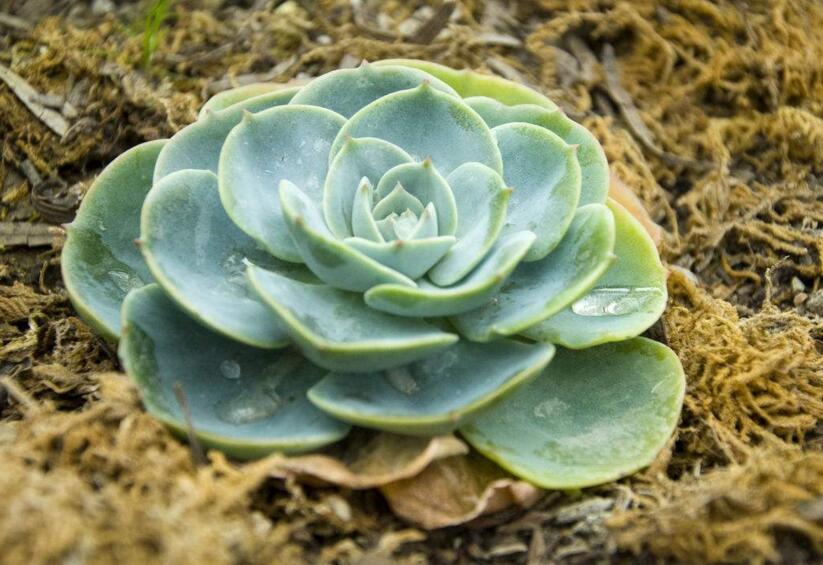 寶石花有毒嗎，無毒且對(duì)痛風(fēng)有著很好的治療效果