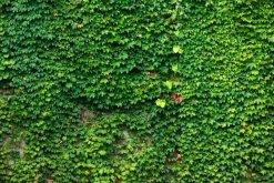 常春藤黃葉子怎么辦，四種原因以及解決方法