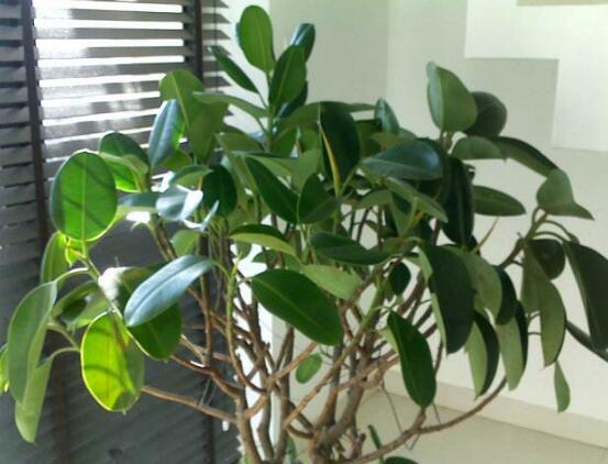 橡皮樹常見品種，盤點(diǎn)最好看的五大種類