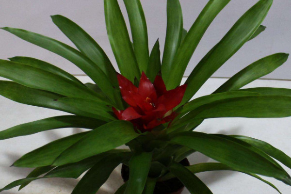 鴻運(yùn)當(dāng)頭葉子枯萎了怎么辦