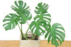 龜背竹如何快速開背，做好以下幾步龜背竹開背更加簡(jiǎn)單