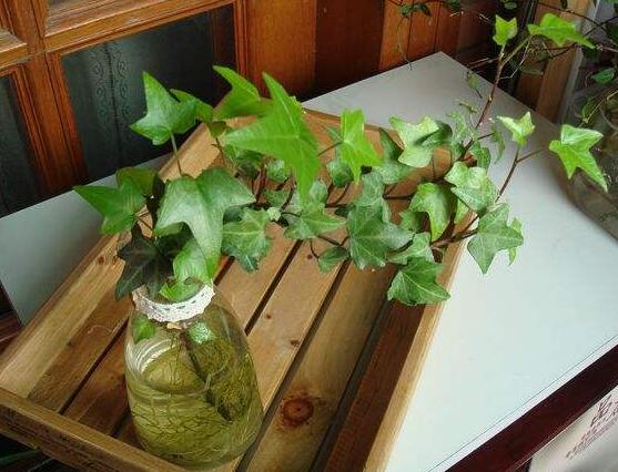 水培常春藤的養(yǎng)殖方法，老農(nóng)總結(jié)的簡單易學(xué)三部曲