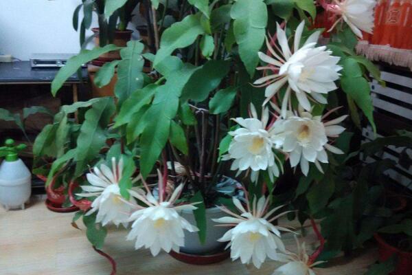 曇花葉子發(fā)黃怎么辦，分析問題的原因并及時處理