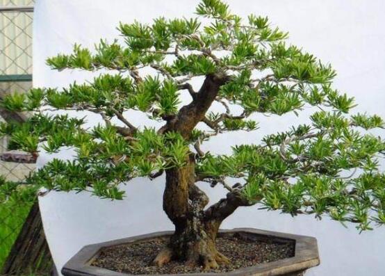 羅漢松修剪方法圖解，只需要三點(diǎn)步驟造型美觀茂盛