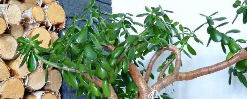 玉樹(shù)換盆后蔫了