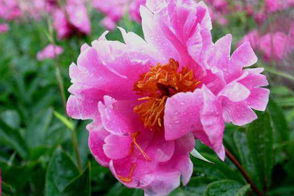 芍藥什么時(shí)候換盆土好