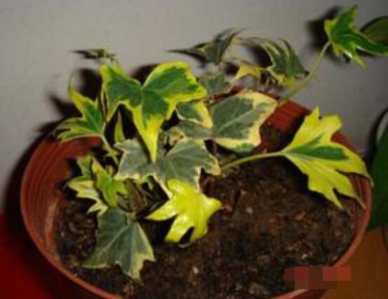 常春藤葉片干枯怎么救，老農(nóng)總結(jié)三種最有效解決辦法