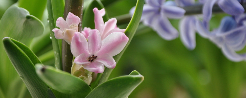 風(fēng)信子水培怎么養(yǎng)