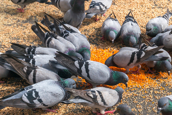 肉鴿怎么分公母最簡(jiǎn)單方法