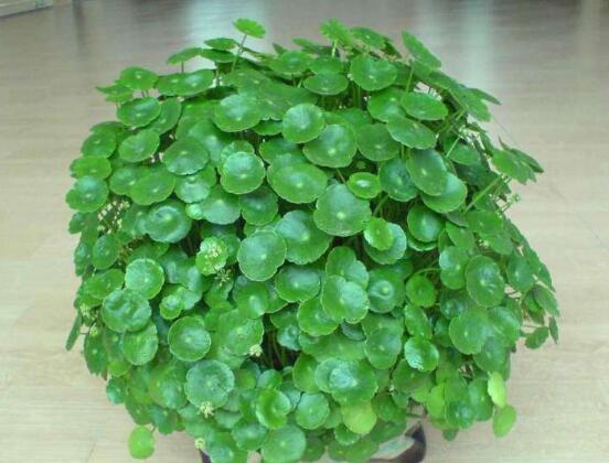 銅錢(qián)草的養(yǎng)殖方法和注意事項(xiàng)，老農(nóng)總結(jié)八大基本方法