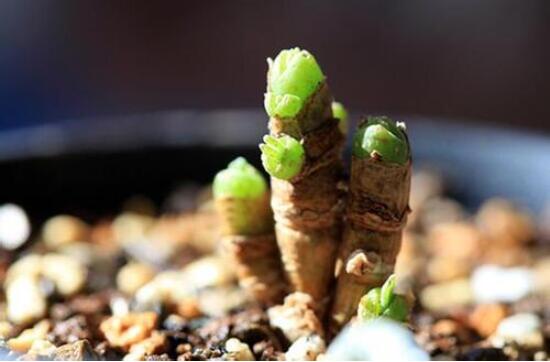 碧光環(huán)怎么種，保持盆土微濕潤/秋季種植存活率高