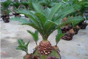 鐵樹的種類有哪些，鐵樹品種圖片大全