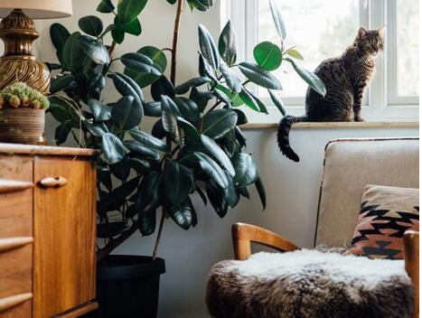 橡皮樹怎么摘心，手把手教你橡皮樹的摘心方法