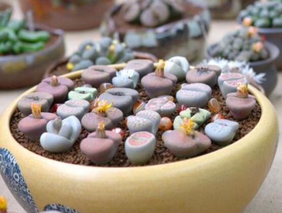 生石花用什么盆好，陶盆、泥瓦盆、紫砂盆任選其一(深盆)