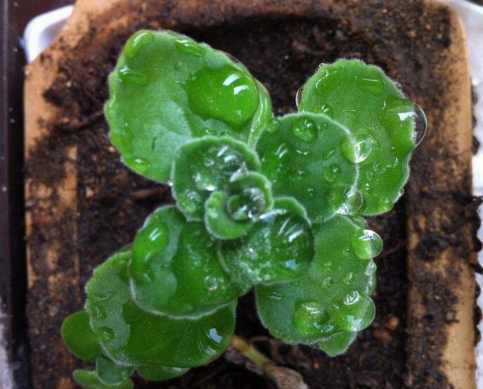 碰碰香長蚧殼蟲怎么辦，積極的進(jìn)行病蟲害防治