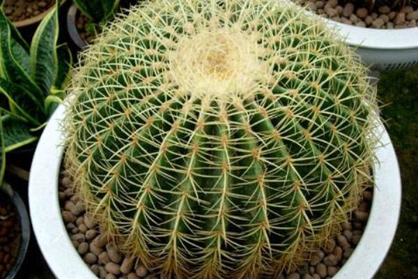 仙人球切開(kāi)后如何生根