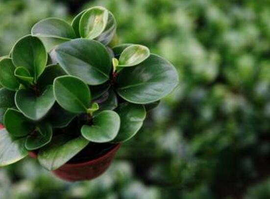 青葉碧玉怎么養(yǎng)，掌握八大核心保證你家的碧玉爆盆綠油油