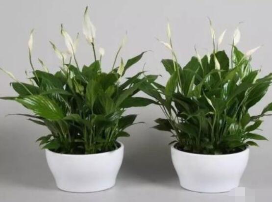 一帆風(fēng)順澆什么水好，澆淘米水、池塘水使枝葉青翠碧綠