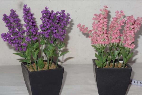 薰衣草的花期怎么養(yǎng)護(hù)，適當(dāng)澆水并保證光照充裕