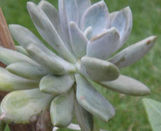 寶石花怎么澆水，不同季節(jié)不同澆水量(控水為主)