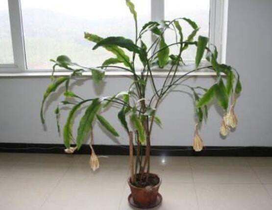 曇花換盆注意事項，只需要注意五個要點即可