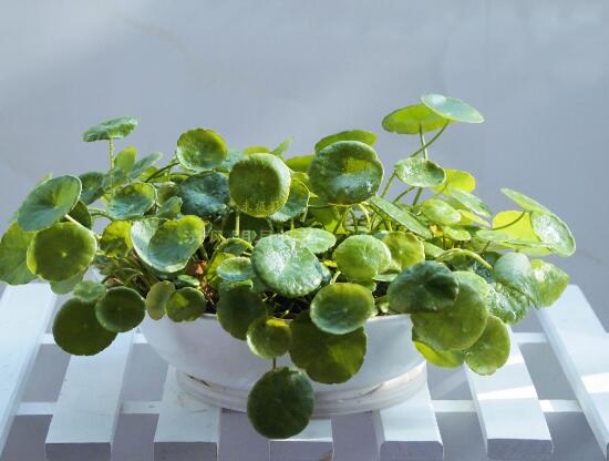 銅錢草怎么繁殖，盤點(diǎn)銅錢草三種繁殖方法(扦插/分株/播種)