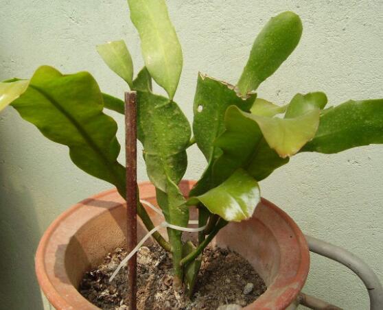 曇花換盆注意事項，只需要注意五個要點即可