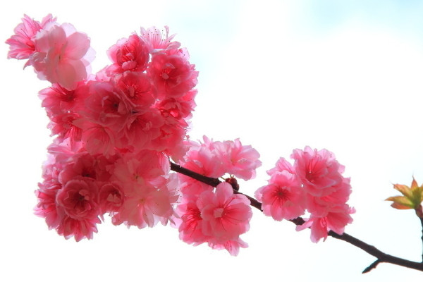 櫻花冬天怎么養(yǎng)護(hù)