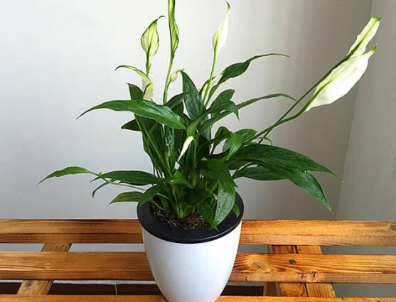 一帆風(fēng)順土培改水培，做好這六大要點(diǎn)即可快速水培生根