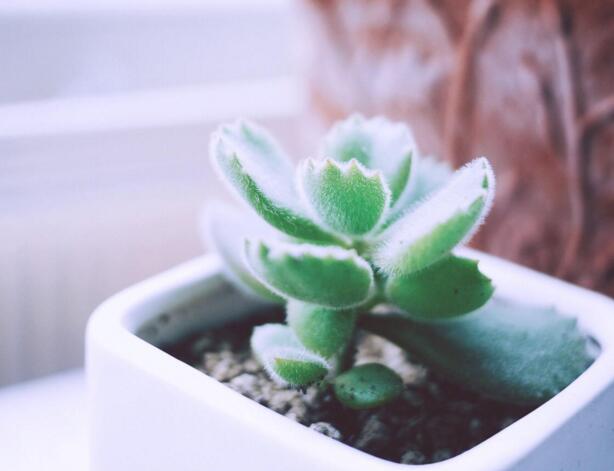 熊童子爛根了怎么辦，要及時的減少水份的補(bǔ)給和更換土壤